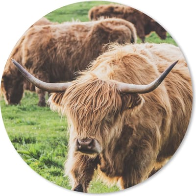 Muismat rond 20x20 cm - Mousepad Schotse hooglander - Koeien - Dieren - Ronde muismatten