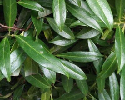 Plants Online - Haagplanten - Laurier 'Zabeliana' - Pot 30+ cm - set van 10 - Wintergroen - Zeer winterhard - Geschikt als lage haag - Groeit breed uit