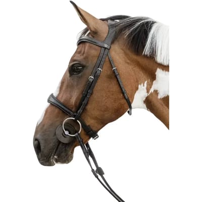 Anatomische kop met zonder onderkaak bij een paard Dy'on