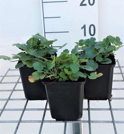 6x Damastbloem - Heuchera briz. 'Schneewittchen' | 9x9 cm pot