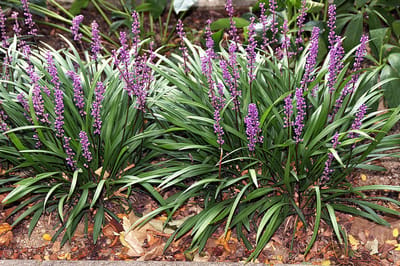 Liriope m. Royal Purple - Set van 12 - Leliegras - Pot P9 - Paarse Bloem - Wintergroen