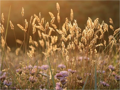 Fotobehang - Awakening ceral field.