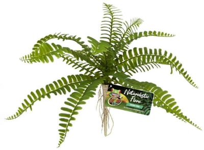 Zoo Med Terrariumplant - Varen - Sword Fern