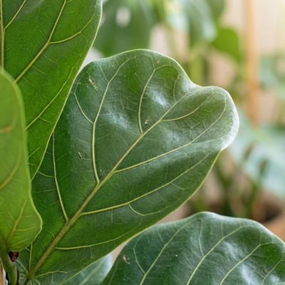 Green boutiQ - Kamerplant - Vioolbladplant - Ficus Lyrata - Groen - Weinig onderhoud - 1 Plant - met Potter Grijs - Pot 21cm - Hoogte 75 - 85cm