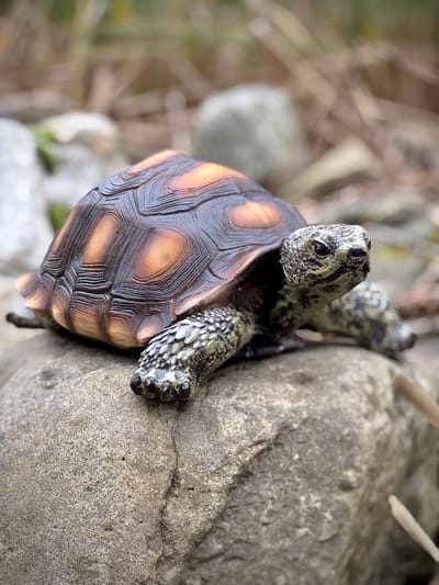 Schildpad large (ESS) 9.5 cm hoog - levensecht - polyester - polystone - beeld - tuinbeeld - hoogkwalitatieve kunststof - decoratiefiguur - interieur - accessoire - voor binnen - voor buiten - cadeau - geschenk