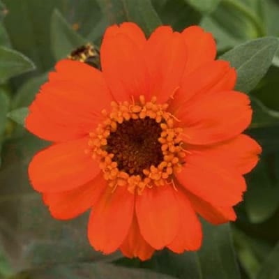 Zinnia x Hybrida Profusion Fire ca 100 zaden