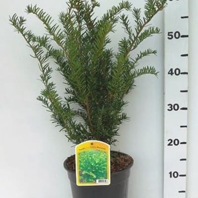 Plants Online BV - Planten - Tuinplanten - Heesters - Set van 1 - Taxus media 'Green Mountain'