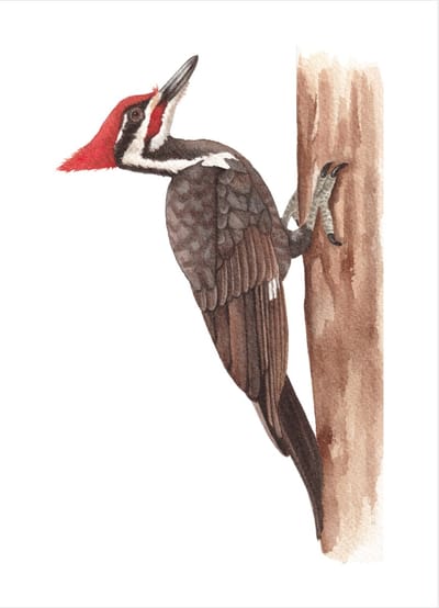 Wenskaart- Specht op boom - Blanco kaart - Aquarel tekening vogel - Ansichtkaart met adresregels- kwaliteitskaart 400 grams papier