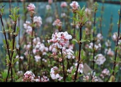 2 x Viburnum far. 'December Dwarf' - Sneeuwbal 60- 80 cm in pot