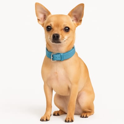 Nobleza Hondenhalsband - Maat S - Verstelbaar 25 / 31 cm - Puppyhalsband - Waterbestendig kunstleder - Gespsluiting - Blauw