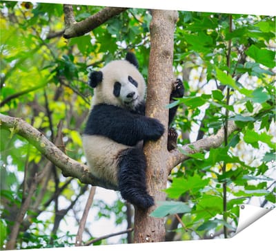 Gards Tuinposter Panda in de Bomen - 160x120 cm - Tuindoek - Tuindecoratie - Wanddecoratie buiten - Tuinschilderij