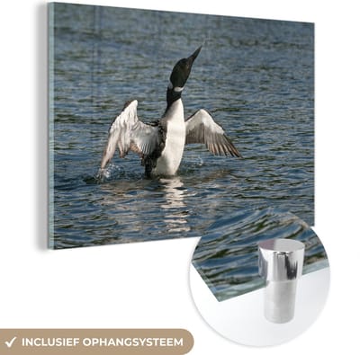 ® Glasschilderij 180x120 cm - Schilderij acrylglas - Ijsduiker met uitgestrekte vleugels - Foto op glas - Muurdecoratie woonkamer - Wanddecoratie slaapkamer - Schilderijen