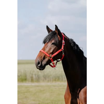 Leren halster voor paarden Riding World Cushion