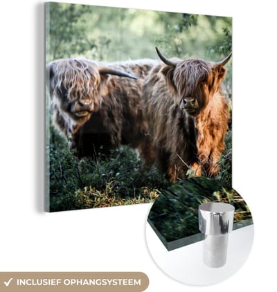 MuchoWow® Glasschilderij 50x50 cm - Schilderij acrylglas - Schotse Hooglanders - Bos - Dieren - Foto op glas - Schilderijen