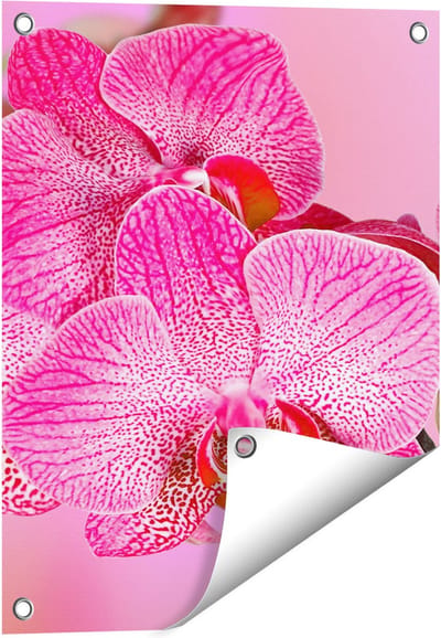 Gards Tuinposter Roze Orchidee Bloemen - 40x50 cm - Tuindoek - Tuindecoratie - Wanddecoratie buiten - Tuinschilderij