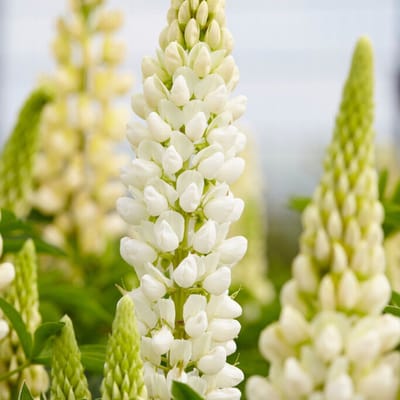 Lupine 'Gallery white' (Lupines Gallery White) - Lupine Wit - Lupinus gallery White - Bijen-Vlinders - Geurend - Snijbloemen
