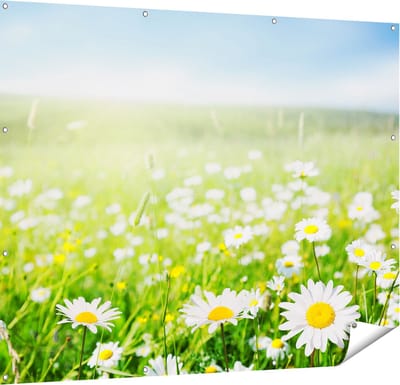 Gards Tuinposter Bloemenveld van Madeliefjes - Bloemen - 150x120 cm - Tuindoek - Tuindecoratie - Wanddecoratie buiten - Tuinschilderij