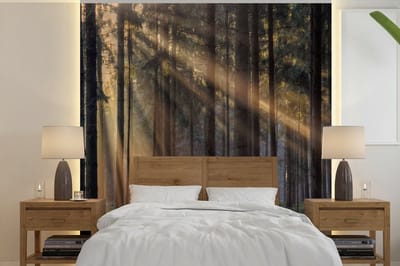 Behang - Fotobehang Bomen - Bos - Zon - Planten - Breedte 240 cm x hoogte 240 cm