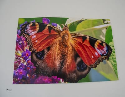 Kleintje fotografie Vlinder Poster 60x 40 CM