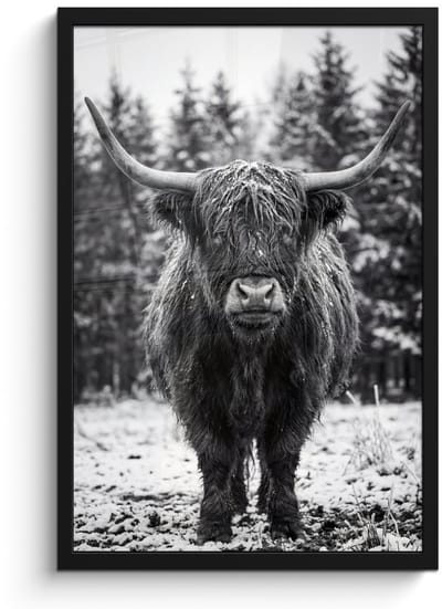 Poster in lijst - Fotolijst 40x60 cm - Posters - Schotse hooglander - Zwart - Wit - Sneeuwvlokken - Posterlijst zwart - Decoratie - Wanddecoratie woonkamer - Muurdecoratie slaapkamer