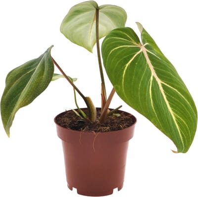 Plantenboetiek.nl | Philodendron Gloriosum - Ø 12cm - Hoogte 25cm