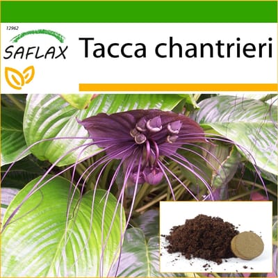 SAFLAX - Zwarte vleermuisbloem - 10 zaden - Met potgrond voor betere teelt - Tacca chantrieri