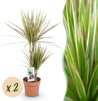 Green BoutiQ - Kamerplanten - Dracaena Marginata Bicolor - Drakenbloedboom - Weinig onderhoud - Groen - 2 Planten - Pot 17cm - Hoogte 70-75cm