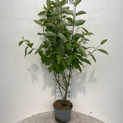Plants Online BV - Planten - Tuinplanten - Heesters - Set van 1 - Cornus alba