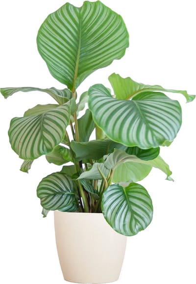 Plantenboetiek.nl | Calathea Orbifolia met Viber wit - Ø21cm - 55-65cm hoog - Kamerplant - Groenblijvend