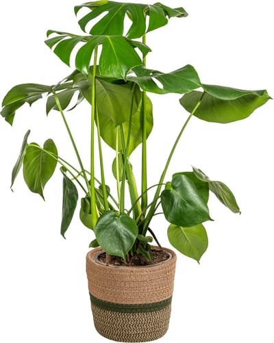 Plantenboetiek.nl | Monstera Deliciosa Tauerii met mand - Ø21cm - 70-90cm hoog - Kamerplant - Groenblijvend