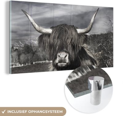 MuchoWow® Glasschilderij 40x20 cm - Schilderij acrylglas - Schotse Hooglander - Dieren - Hoorns - Foto op glas - Schilderijen