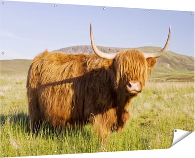 Gards Tuinposter Schotse Hooglander Koe - Kleur - 180x120 cm - Tuindoek - Tuindecoratie - Wanddecoratie buiten - Tuinschilderij