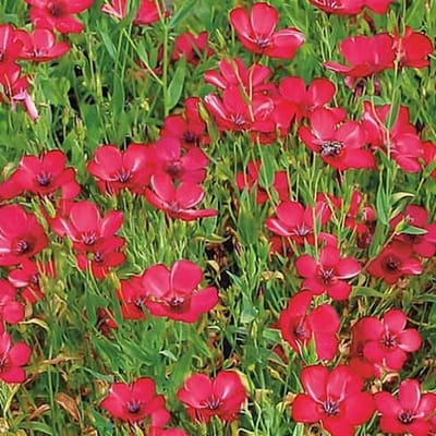 Vlas zaden - Rood Vlas