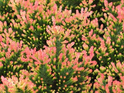 Zomerheide Paars/Rode scheutjes - 10 Stuks - Calluna vulgaris 'Spring Torch' - P9.5 - Plant - Tuinplant - Heide
