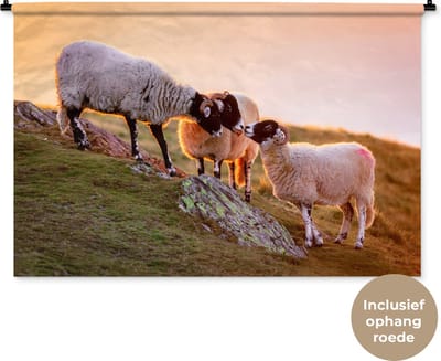 Wandkleed Schaap - Drie schapen bij zonsopkomst Wandkleed katoen 120x80 cm - Wandtapijt met foto