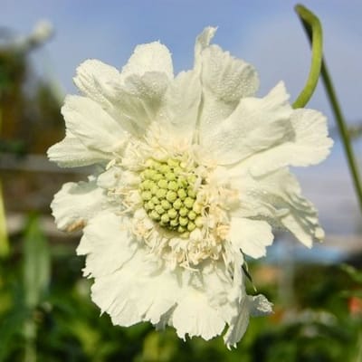 Duifkruid (Scabiosa Caucasica) - alba - Vaste planten - Bijen-Vlinders - Snijbloemen - Zomerbollen - Voorjaarsbollen