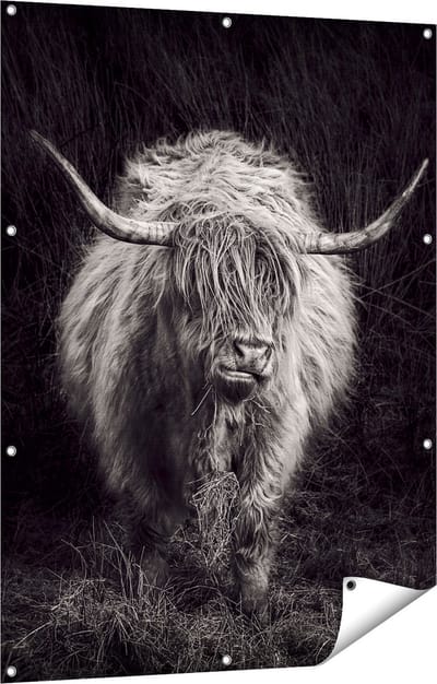 Gards Tuinposter Schotse Hooglander Koe - Zwart Wit - 90x120 cm - Tuindoek - Tuindecoratie - Wanddecoratie buiten - Tuinschilderij