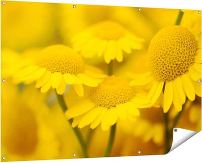 Gards Tuinposter Gele Kamille Bloemen - 150x100 cm - Tuindoek - Tuindecoratie - Wanddecoratie buiten - Tuinschilderij
