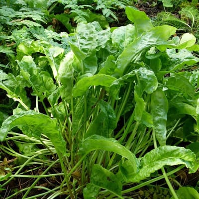 6 x Rumex Acetosa- Zuring pot 9x9cm