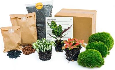 Plantenboetiek.nl | Planten terrarium pakket Calathea Lancifolia - Navulling & Startpakket- DIY - Ø7cm - 15cm hoog - Kamerplant - Ecosysteem & Terrarium