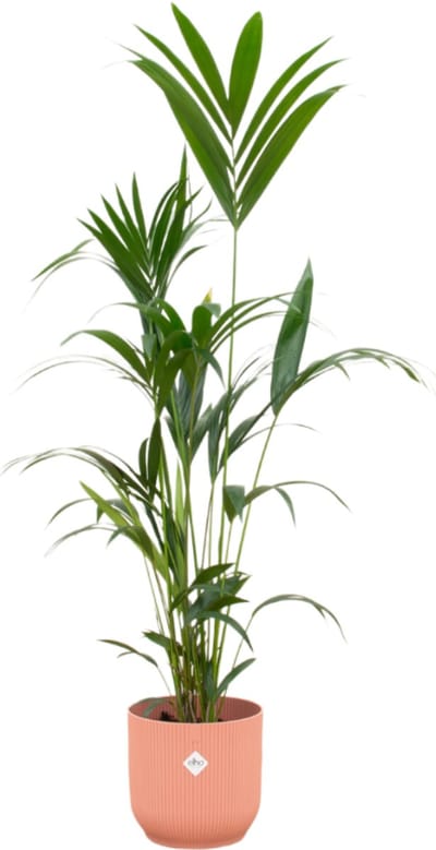 Trendyplants - Kentia palm inclusief elho Vibes Fold Round roze - 160 cm - Ø30cm