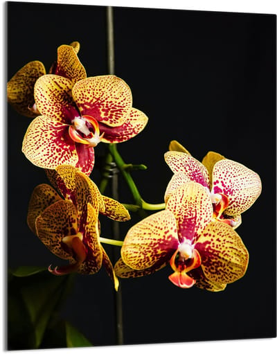TMK ArtDeko - Snijplank van gehard glas - Orchidea - 40x52 cm - UV-print