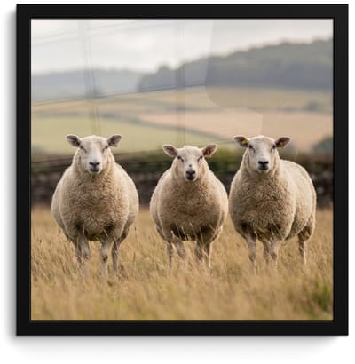 Poster in lijst - Fotolijst 40x40 cm - Posters - Schapen - Weidenlandschap - Heuvels - Posterlijst zwart - Decoratie - Wanddecoratie woonkamer - Muurdecoratie slaapkamer