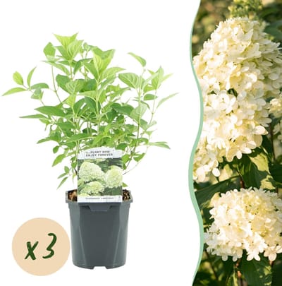 Green boutiQ - Pluim Hortensia - Hydrangea panniculata Limelight - Bloem Creme Wit - 3 Planten - 1 m2 - Bladverliezend - Grote Bloemen - Pot 17cm Hoogte 50cm