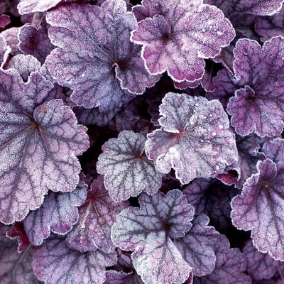 6 x Heuchera Plum Pudding® - Purperklokje pot 9x9cm