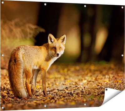 Gards Tuinposter Vos in het Herfstbos - 120x90 cm - Tuindoek - Tuindecoratie - Wanddecoratie buiten - Tuinschilderij