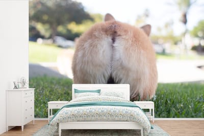 Behang - Fotobehang Kont van corgi - Breedte 450 cm x hoogte 300 cm