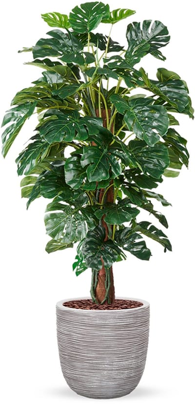 Kunstplant Monstera in planter ball Rib ivoor H170 cm