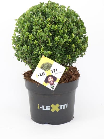 Ilex c. Dark Green Bolvorm 30cm - Set van 2 - Japanse hulst - Pot 7.5 liter - Wintergroen