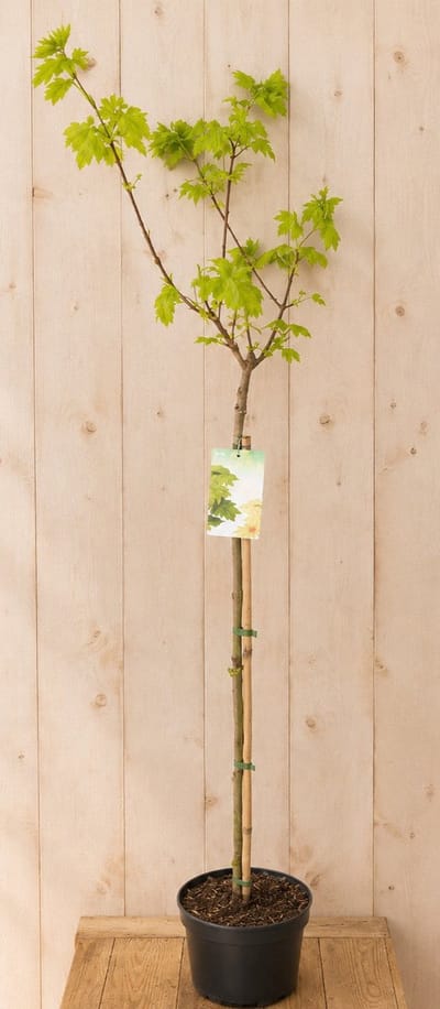 Acer Platanoides Noorse Esdoorn 'Princeston Gold' 150 cm Warentuin...